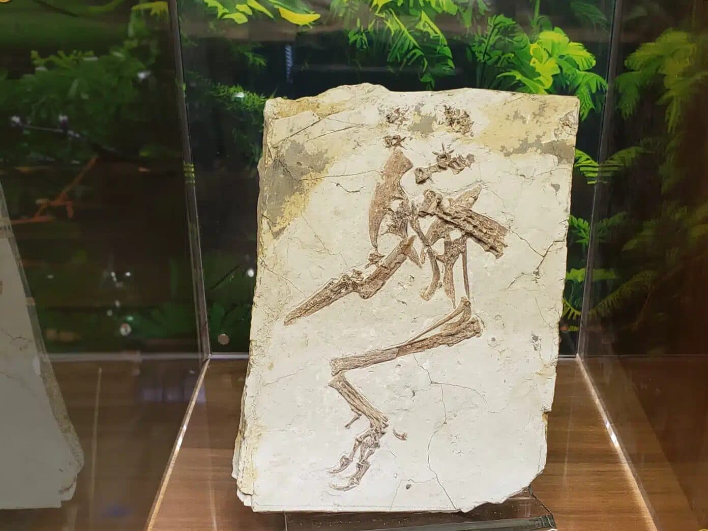 Bird Fossils