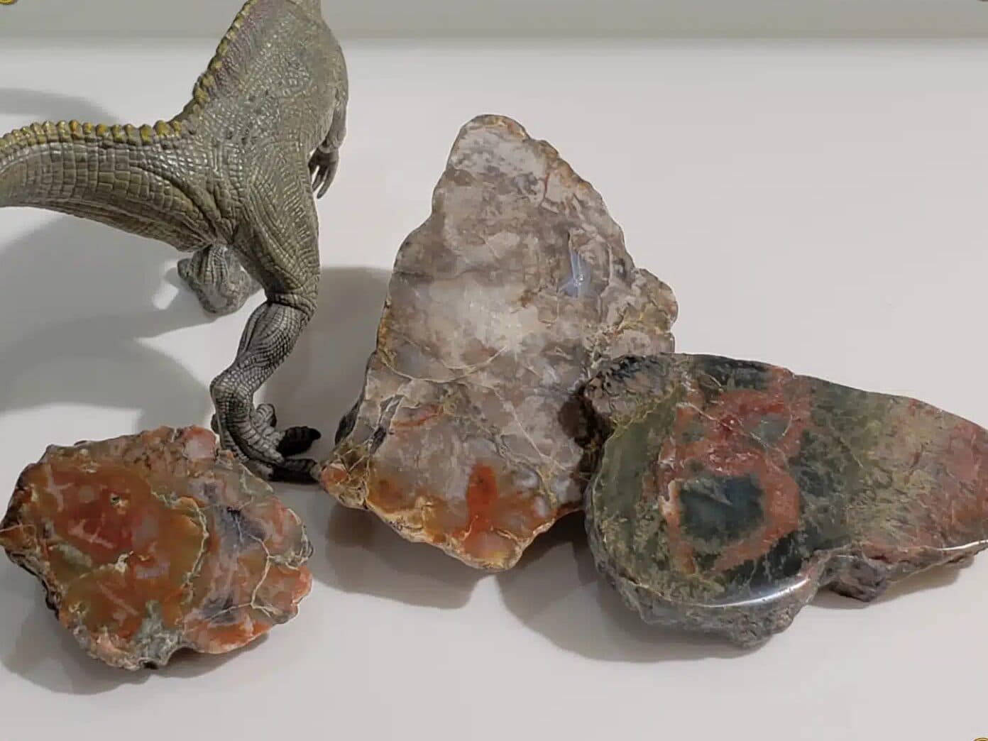 Fossilised Coprolites