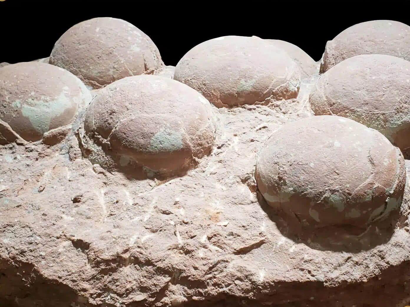 Dinosaur Eggs