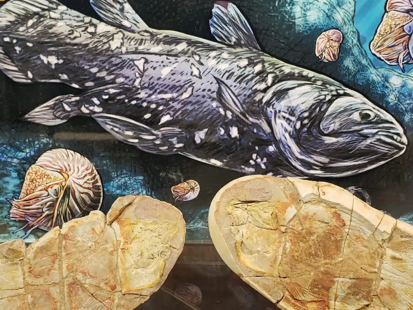 Fish Fossils