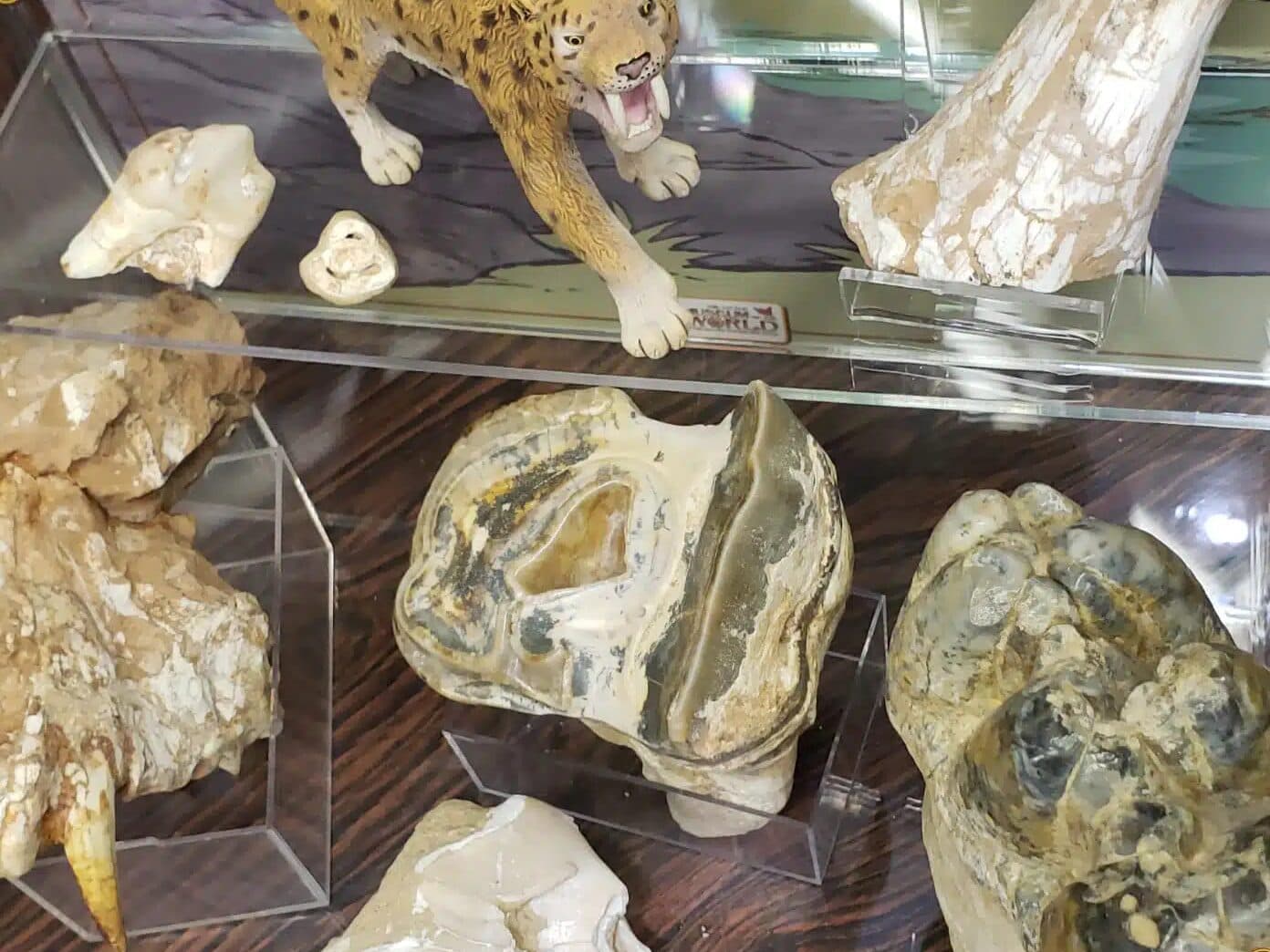 Ice Age Fossils