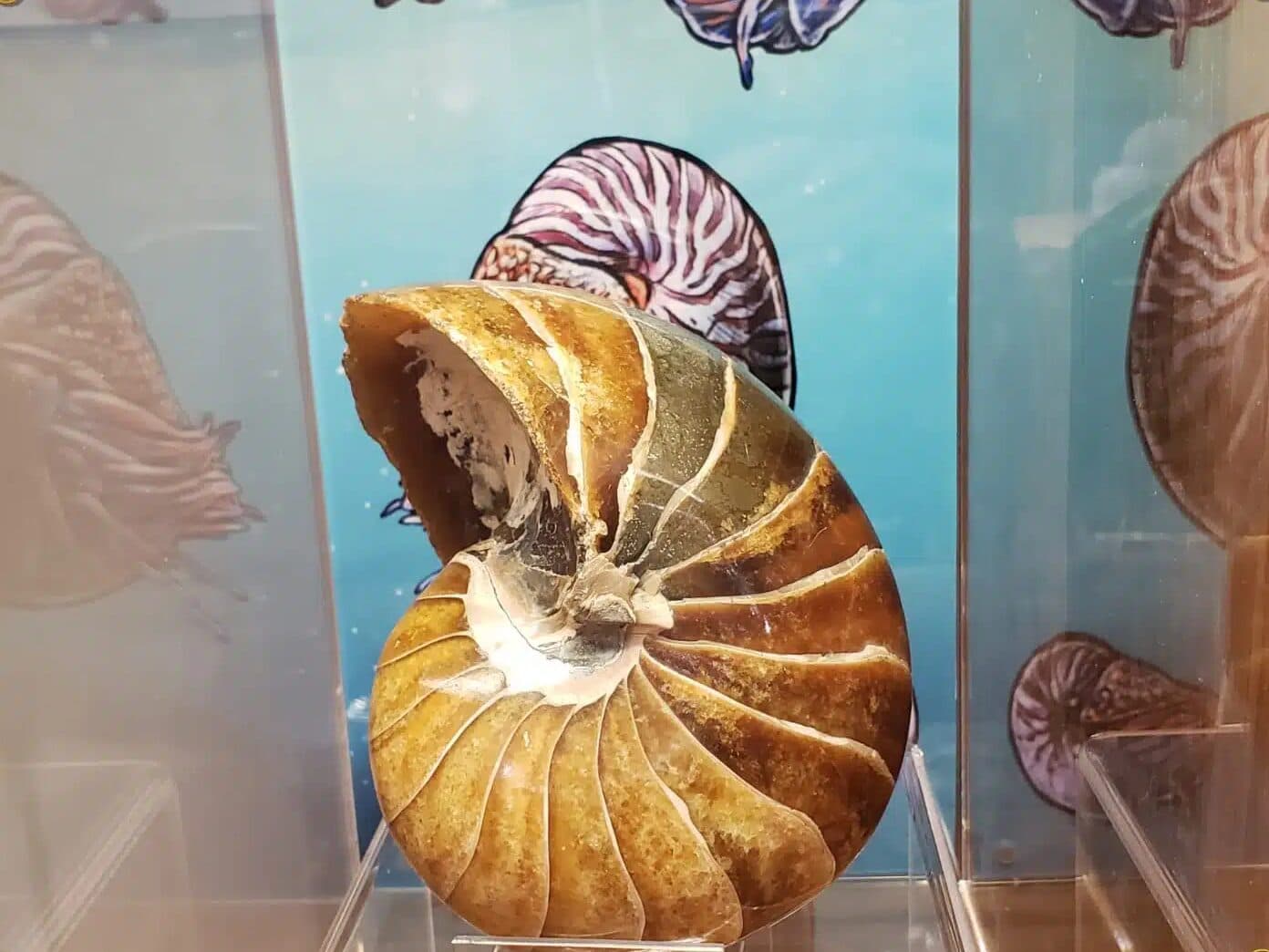 Madagascar Fossils