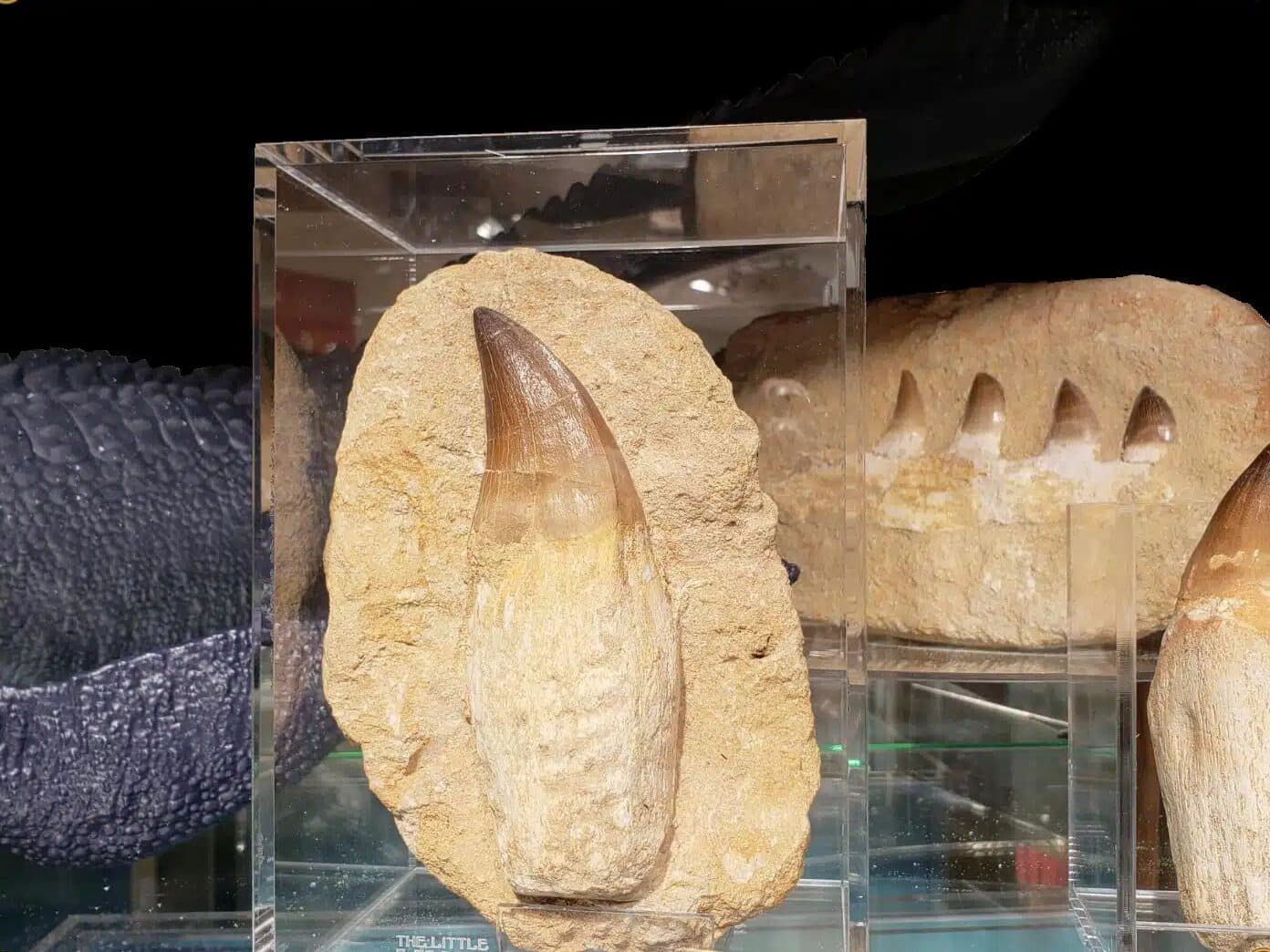 Marine Reptile Fossils