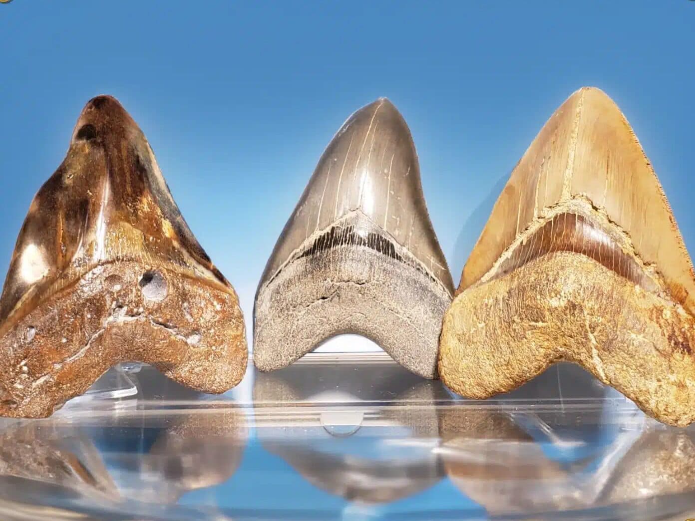 Megalodons