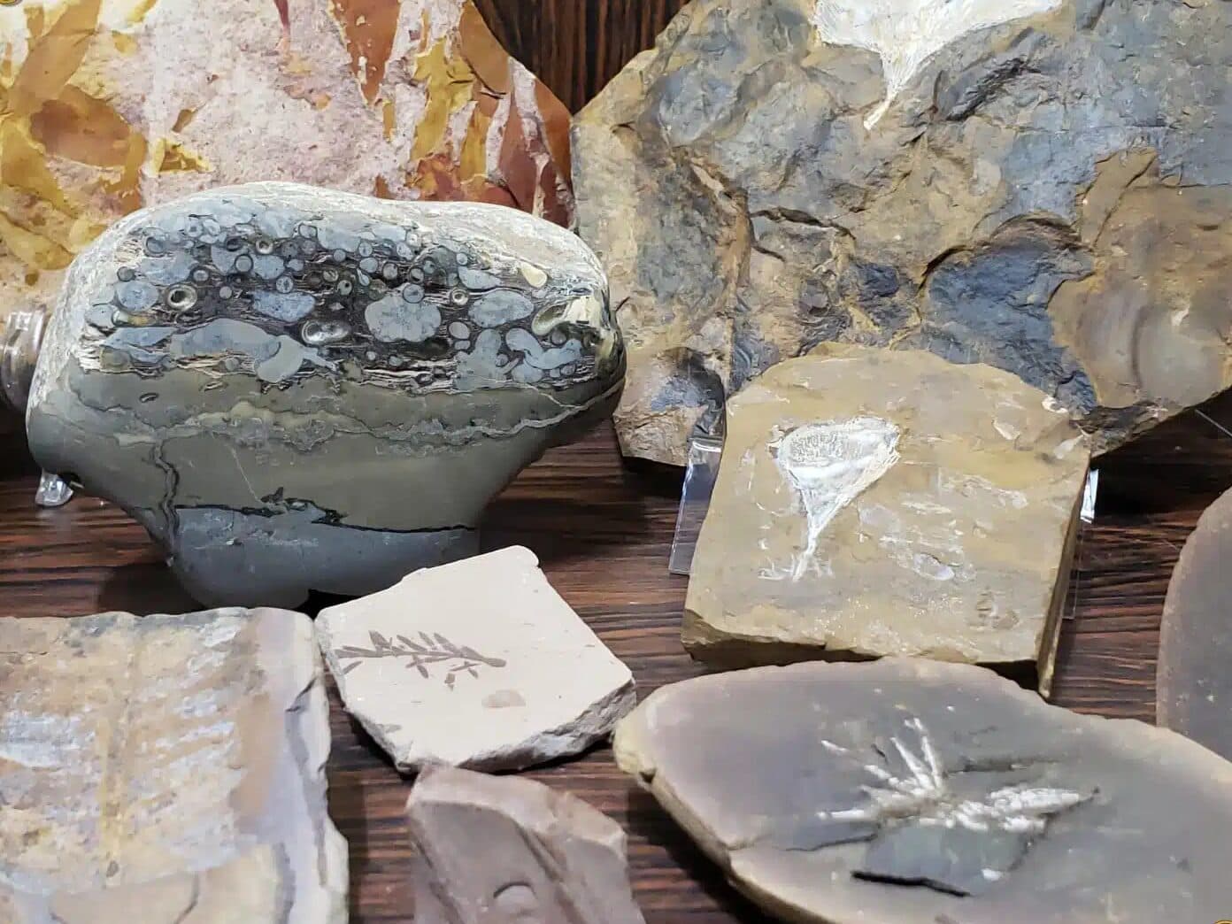 Paleobotanical Garden
