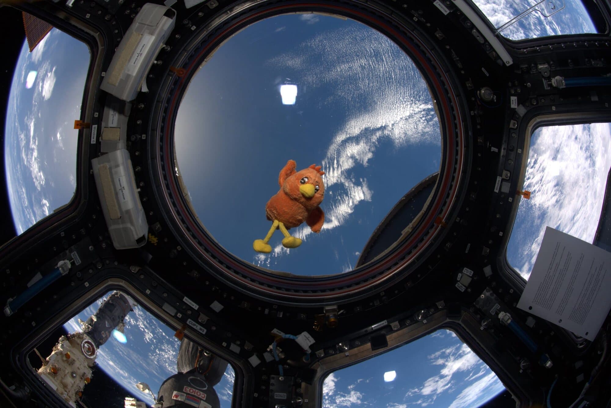 Boopy floating in the ISS cupola, Earth below