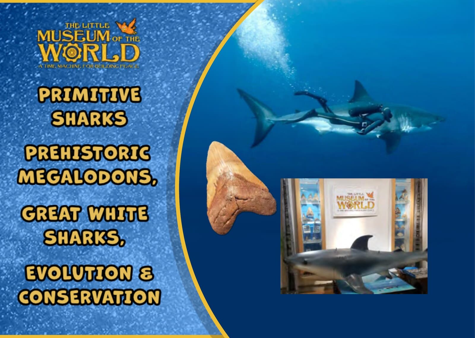Primitive Sharks, Prehistoric Megalodons & Great White Sharks