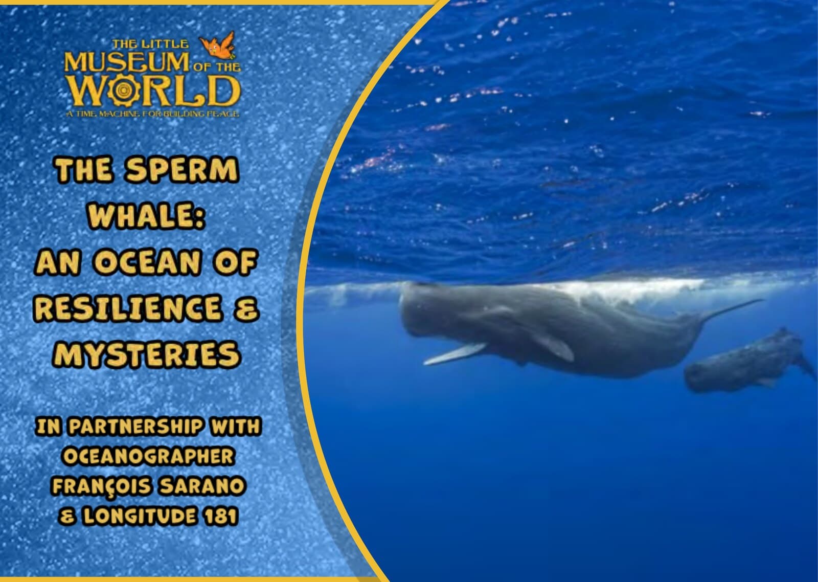 The Sperm Whale: An Ocean of Resilience & Mysteries