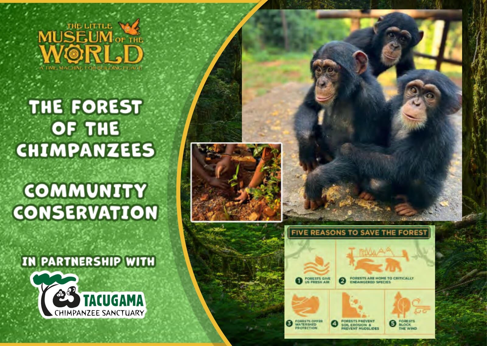 The Forest of the Chimpanzees